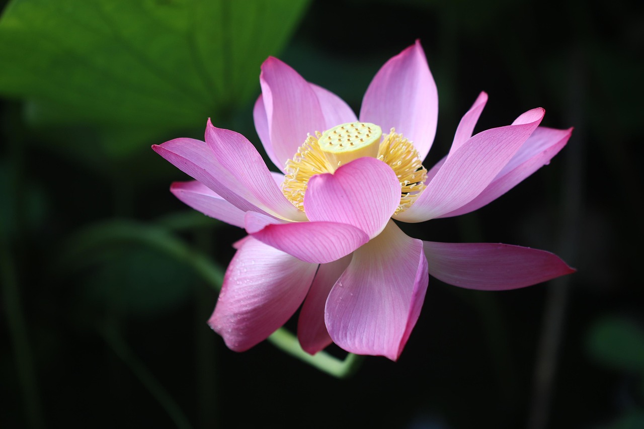 LOTUS-JOYAU